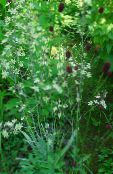foto Gartenblumen Elegant Camas, Berg Tod Camas, Zigadenus elegans, Anticlea elegans weiß