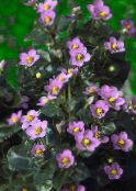 foto Gartenblumen Persisch Violett, Deutsch Violett, Exacum affine rosa
