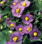 foto Gartenblumen Persisch Violett, Deutsch Violett, Exacum affine lila