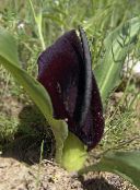 foto Gartenblumen Eminium schwarz
