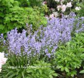 fotografie Zahradní květiny Španělština Bluebell, Dříví Hyacint, Endymion hispanicus, Hyacinthoides hispanica světle modrá