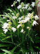 photo Garden Flowers Spanish Bluebell, Wood Hyacinth, Endymion hispanicus, Hyacinthoides hispanica white