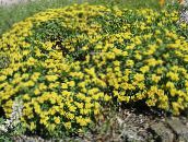 foto Gartenblumen Buchweizen, Eriogonum gelb