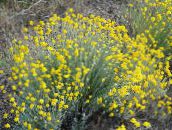 foto Gartenblumen Oregon Sonnenschein, Wollige Sonnenblume, Woll Daisy, Eriophyllum gelb