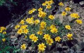 ფოტო ბაღის ყვავილები Oregon Sunshine, Woolly მზესუმზირის, Woolly Daisy, Eriophyllum ყვითელი