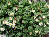 foto Gartenblumen Arktischen Vergissmeinnicht, Alpine Vergissmeinnicht, Eritrichium weiß