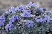 foto Gartenblumen Arktischen Vergissmeinnicht, Alpine Vergissmeinnicht, Eritrichium hellblau