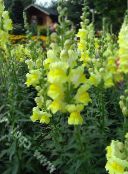 photo Garden Flowers Snapdragon, Weasel's Snout, Antirrhinum yellow