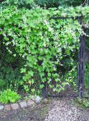 foto Gartenblumen Wilde Balsam-Apfel, Wilde Gurken, Echinocystis weiß