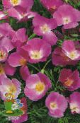 photo Garden Flowers California Poppy, Eschscholzia californica lilac