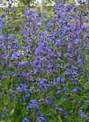 foto Gartenblumen Italian Bugloss, Italienisch Alkannawurzel, Sommer-Vergissmeinnicht, Anchusa blau