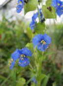 photo  Day Flower, Spiderwort, Widows Tears, Commelina blue