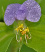 foto Gartenblumen Blume, Spider, Witwen Tränen, Commelina flieder