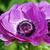 photo  Crown Windfower, Grecian Windflower, Poppy Anemone, Anemone coronaria lilac