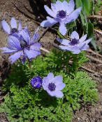 foto Gartenblumen Krone Windfower, Griechisch Windröschen, Anemone Mohn, Anemone coronaria hellblau