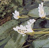 foto Gartenblumen Wasser Weißdorn, Aponogeton distachyos weiß