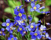 foto Gartenblumen Falsche Blau Flachs, Heliophila longifolia hellblau
