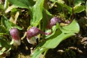 photo Garden Flowers Mouse Plant, Mousetail Plant, Arisarum proboscideum burgundy