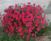 photo Garden Flowers Petunia Fortunia, Petunia x hybrida Fortunia red