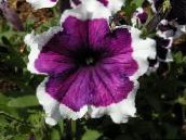 photo Garden Flowers Petunia Fortunia, Petunia x hybrida Fortunia purple