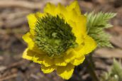 foto Dārza Ziedi Adonis, Adonis amurensis dzeltens