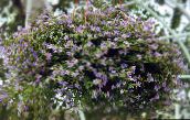 foto Gartenblumen Bacopa (Sutera) flieder
