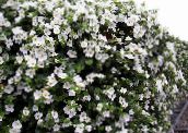 foto Gartenblumen Bacopa (Sutera) weiß