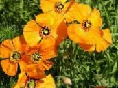 photo Garden Flowers Wind Poppy, Stylomecon heterophyllum orange