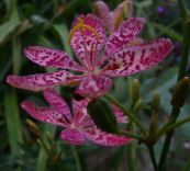 foto Gartenblumen Brombeere Lilie, Lilie Leoparden, Belamcanda chinensis flieder