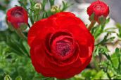 foto Gartenblumen Ranunkeln, Persische Butterblume, Turban Butterblume, Persische Hahnenfuß, Ranunculus asiaticus rot