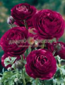 photo Garden Flowers Ranunculus, Persian Buttercup, Turban Buttercup, Persian Crowfoot, Ranunculus asiaticus burgundy
