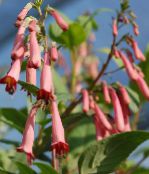 foto Gartenblumen Kap Fuchsia, Phygelius capensis rosa