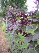 foto Gartenblumen Rubin Schein Hyazinthe-Bohne, Dolichos lablab, Lablab purpureus flieder