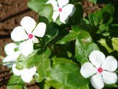 フォト 庭の花 ツルニチニチソウ、カイエンジャスミン、ニチニチソウ、古い女中、ビンカバラ, Catharanthus roseus = Vinca rosea ホワイト