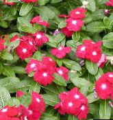 foto Gartenblumen Stieg Immergrün, Cayenne Jasmin, Madagaskar Immergrün, Alte Jungfer, Vinca-, Catharanthus roseus = Vinca rosea rot