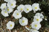 foto Gartenblumen Boden Winde, Busch Winde, Silver, Convolvulus weiß
