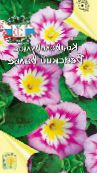 foto Gartenblumen Boden Winde, Busch Winde, Silver, Convolvulus rosa