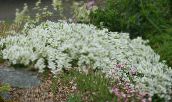 photo Garden Flowers Sandwort, Minuartia white