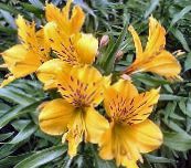 photo Garden Flowers Alstroemeria, Peruvian Lily, Lily of the Incas yellow