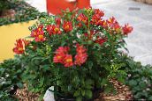 photo Garden Flowers Alstroemeria, Peruvian Lily, Lily of the Incas red