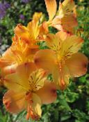 photo Garden Flowers Alstroemeria, Peruvian Lily, Lily of the Incas orange