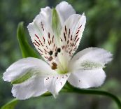 foto Gartenblumen Inkalilien, Peruanische Lilie, Lilie Der Inkas, Alstroemeria weiß
