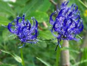 fotografie Zahradní květiny Rohatý Zvonečník, Phyteuma modrý