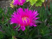 photo Garden Flowers Ice Plant, Mesembryanthemum crystallinum pink