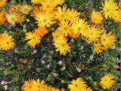 foto Gartenblumen Mittagsblume, Mesembryanthemum crystallinum orange
