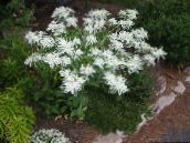 フォト 庭の花 雪·オン·マウンテン, Euphorbia marginata ホワイト