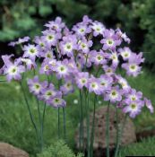 photo Garden Flowers Glory Of The Sun, Leucocoryne lilac