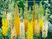 photo Garden Flowers Foxtail Lily, Desert Candle, Eremurus yellow