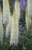 foto Gartenblumen Fuchsschwanz Lilie, Wüste Kerze, Eremurus weiß