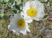 foto Gartenblumen Argemona weiß